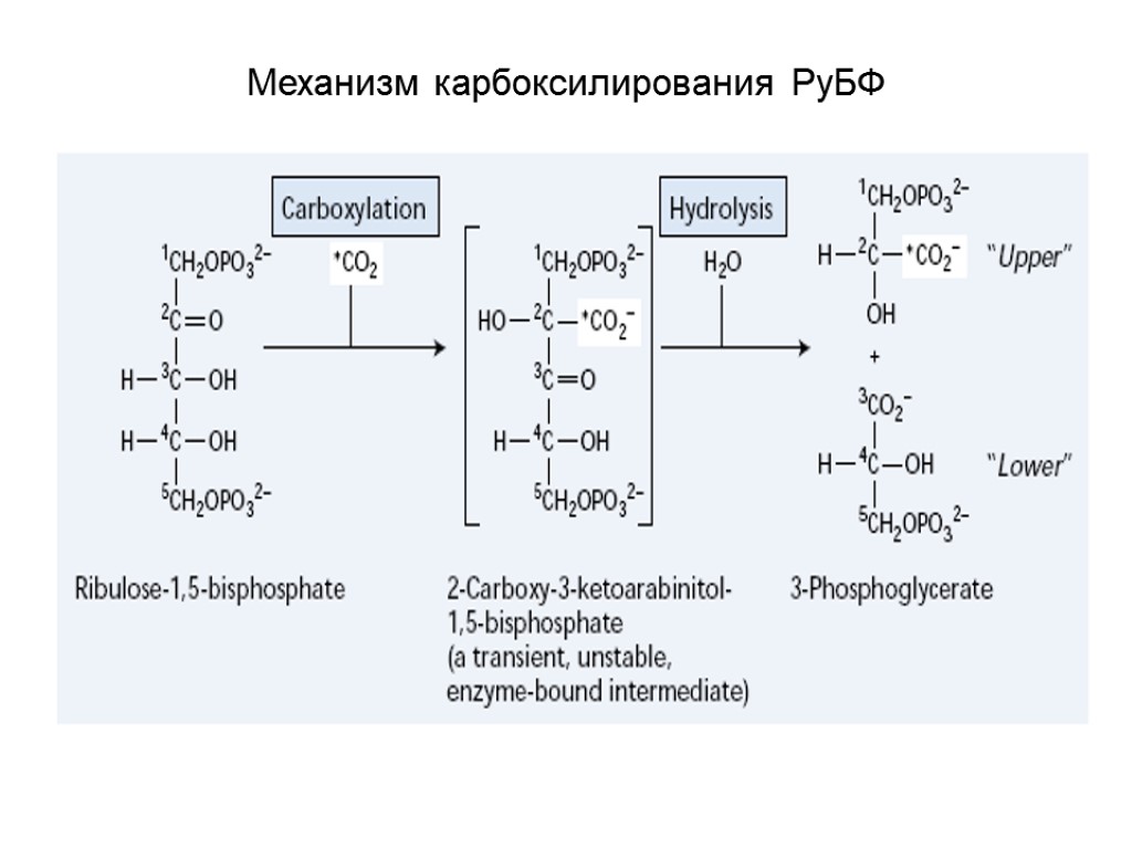 Механизм карбоксилирования РуБФ